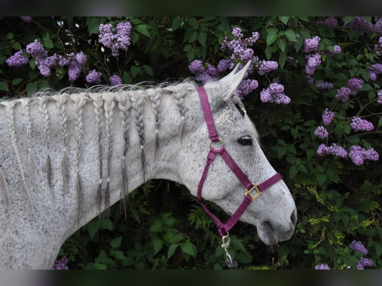 Arabian Berber Mix Gelding 17 years Gray in Schmidgaden