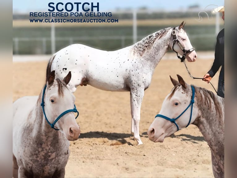 Arabian Berber Gelding 2 years 14 hh Leopard-Piebald in Gerald, MO