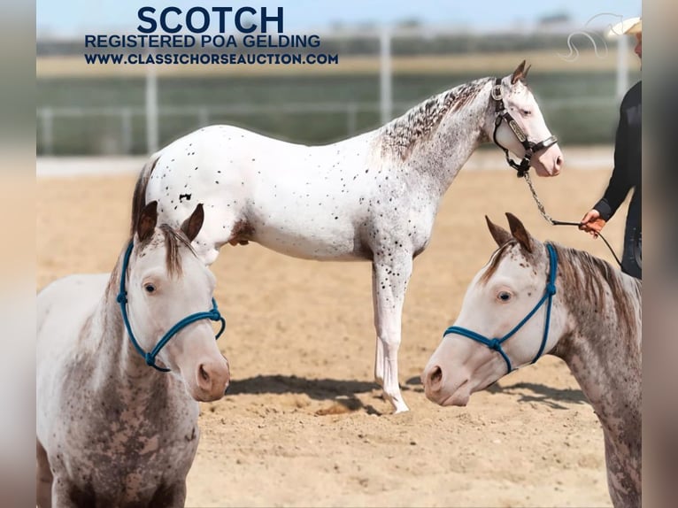 Arabian Berber Gelding 2 years 14 hh in Gerald, MO