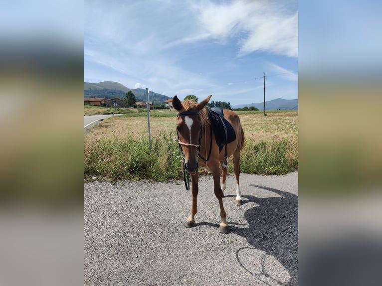 Arabian Berber Gelding 3 years 13.2 hh Bay in Ruente