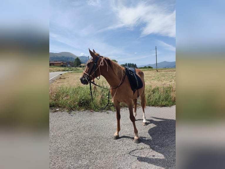 Arabian Berber Gelding 3 years 13.2 hh Bay in Ruente