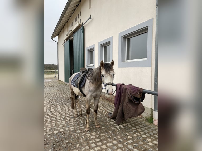 Arabian Berber Gelding 3 years 13,2 hh in Rehlingen-Siersburg