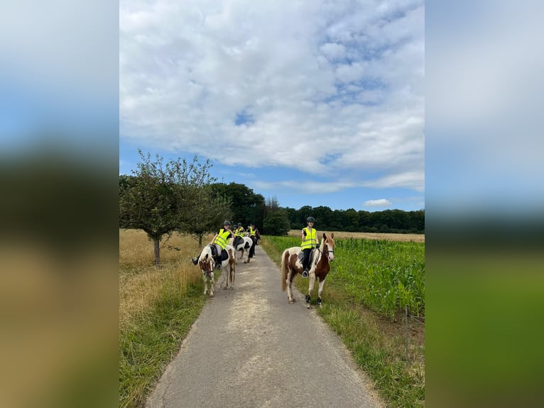 Arabian Berber Gelding 3 years 14,2 hh Pinto in Rehlingen-Siersburg