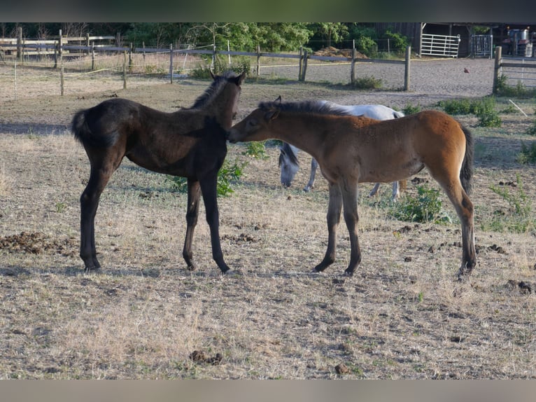 Arabian Berber Mix Gelding 3 years Can be white in Kappe
