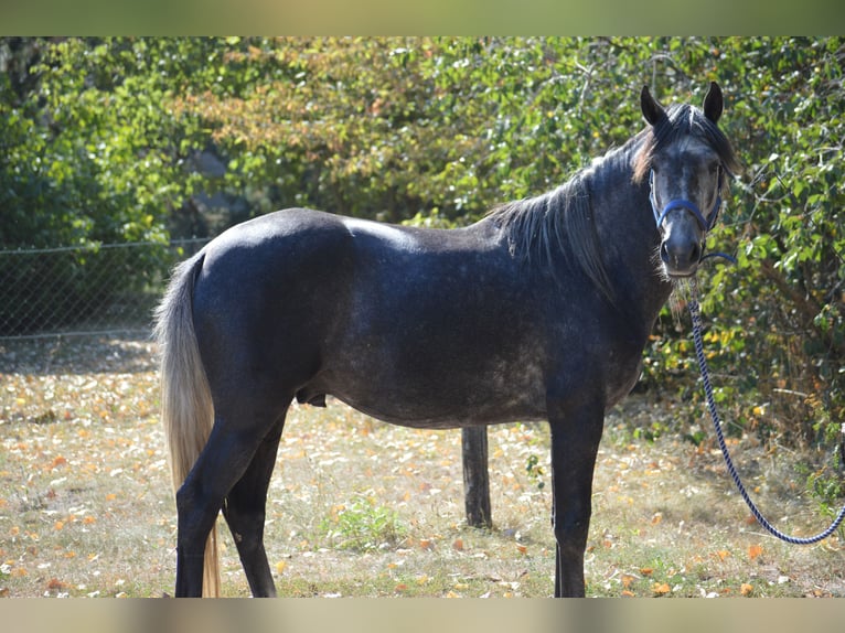 Arabian Berber Mix Gelding 3 years Can be white in Kappe