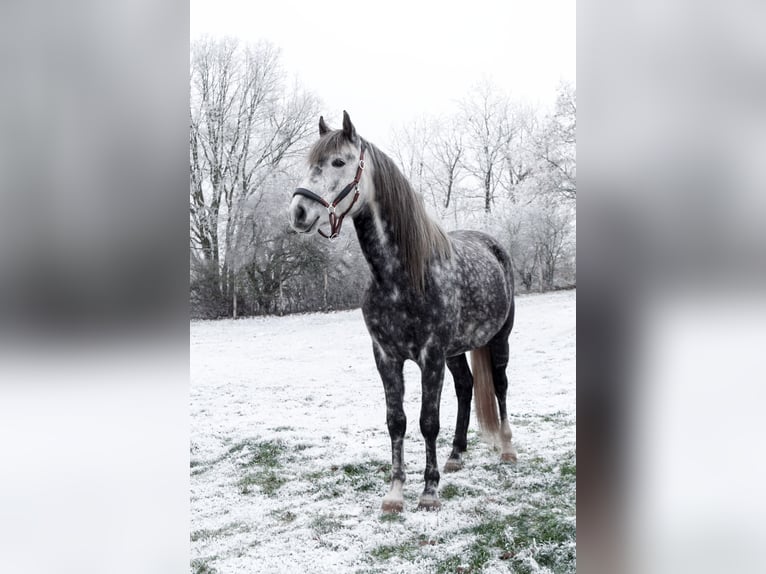 Arabian Berber Mix Gelding 3 years Can be white in Kappe