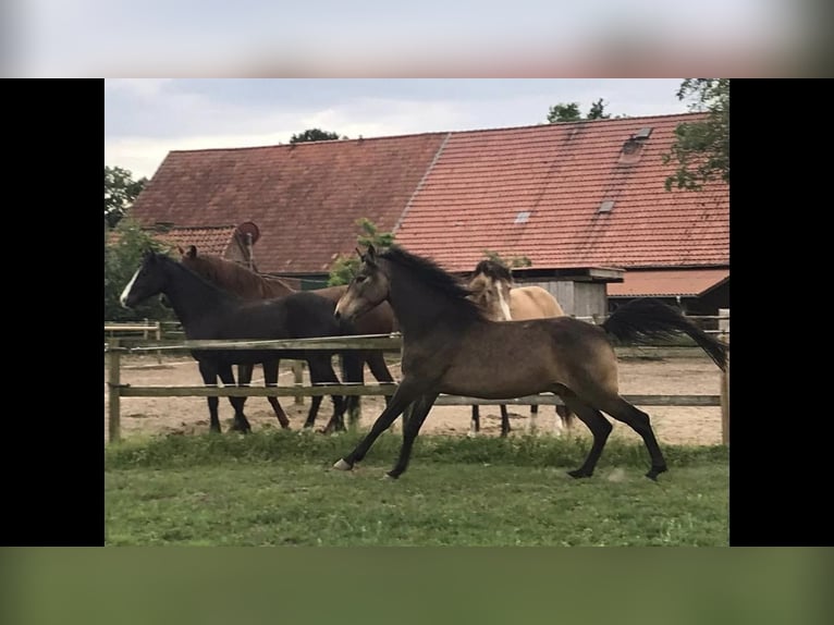 Arabian Berber Gelding 4 years 15,1 hh Buckskin in Wagenfeldgenfeld