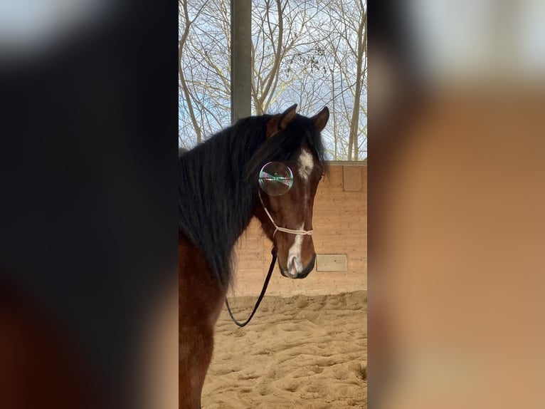 Arabian Berber Gelding 5 years 14,3 hh Brown in Mechernich