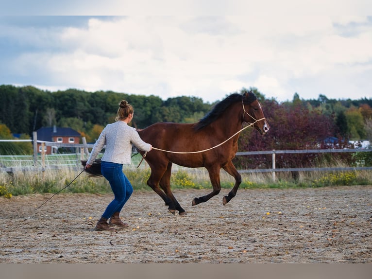 Arabian Berber Gelding 5 years 14,3 hh Brown in Mechernich