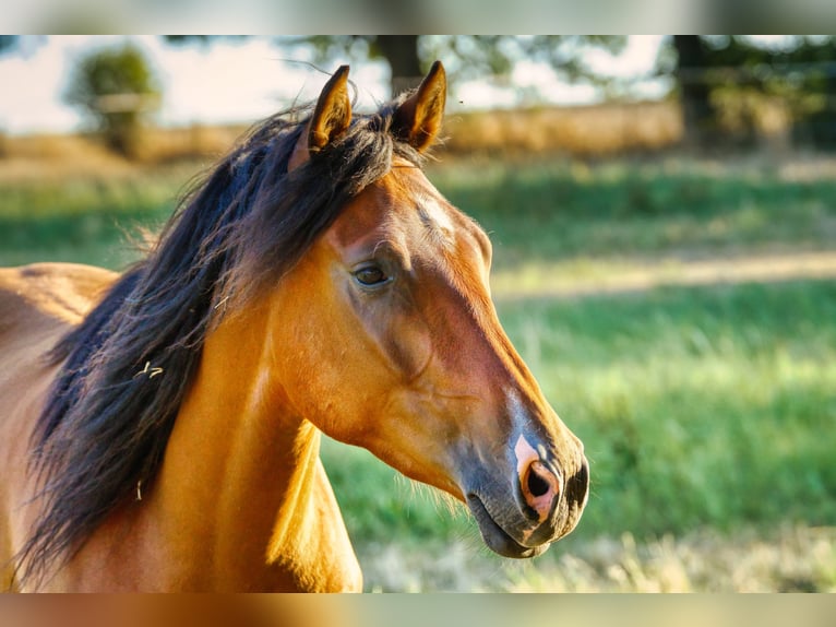 Arabian Berber Gelding 5 years 14,3 hh Brown in Mechernich