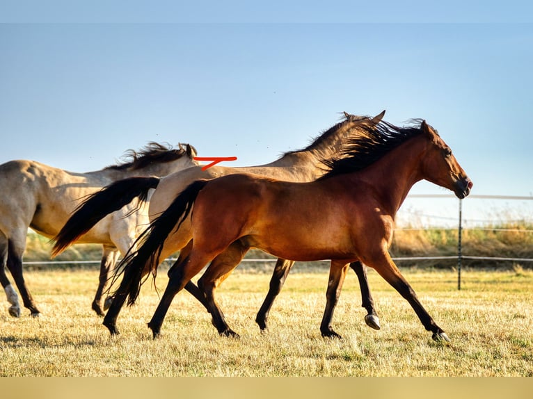 Arabian Berber Gelding 5 years 14,3 hh Brown in Mechernich