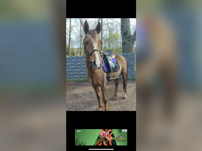 Arabian Berber Gelding 9 years 14,2 hh Brown-Light in Wittlich