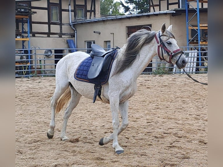 Arabian Berber Mare 10 years 14,2 hh Grey in M&#xFC;geln