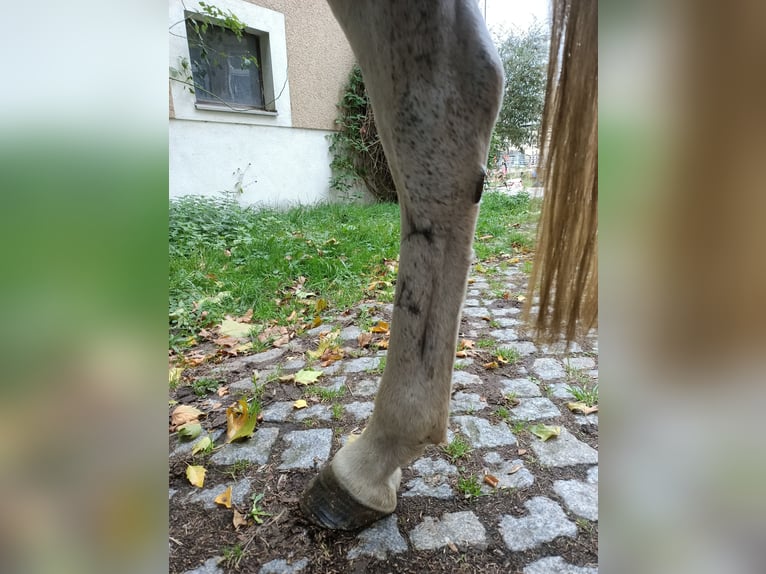 Arabian Berber Mare 10 years 14,2 hh Grey in M&#xFC;geln