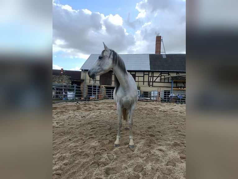 Arabian Berber Mare 10 years 14,2 hh Grey in M&#xFC;geln