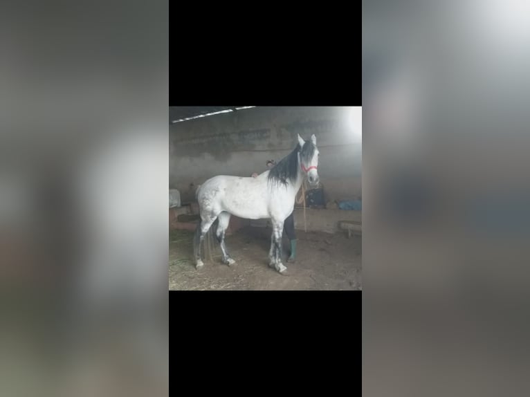 Arabian Berber Mare 10 years 16,1 hh Gray in Salé