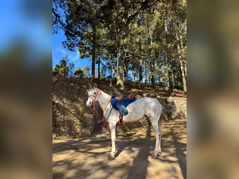 Arabian Berber Mare 11 years 15,1 hh Grey in ICOD DE LOS VINOS