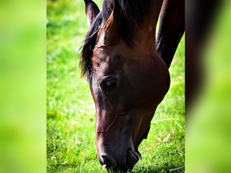 Arabian Berber Mare 12 years 14,2 hh Bay-Dark in Bad Eilsen