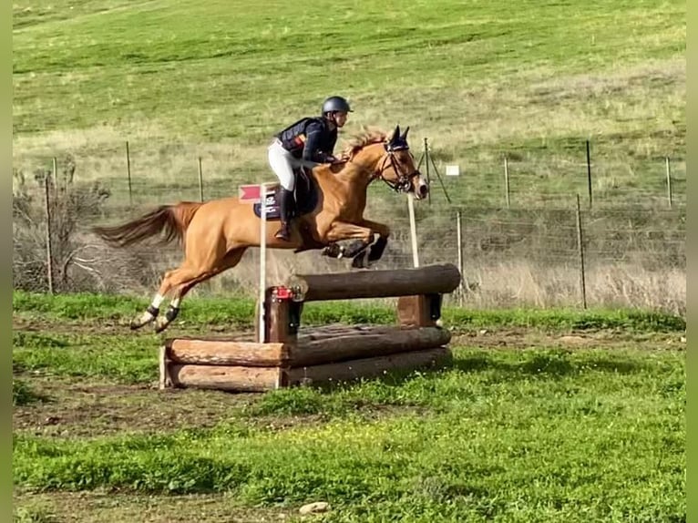 Arabian Berber Mare 12 years Chestnut-Red in Madrid