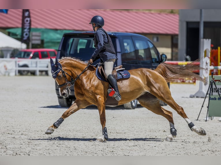 Arabian Berber Mare 12 years Chestnut-Red in Madrid