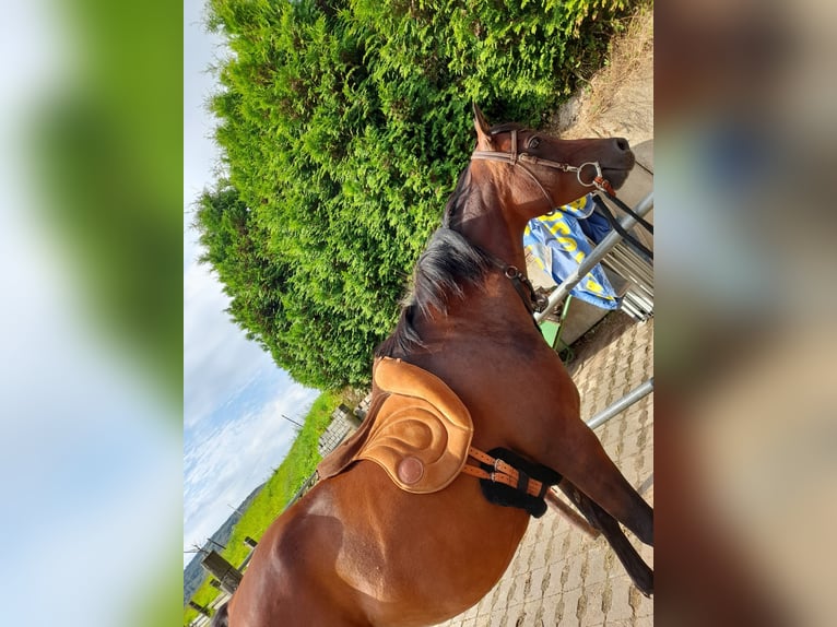 Arabian Berber Mare 13 years 14,2 hh Bay-Dark in Bad Eilsen