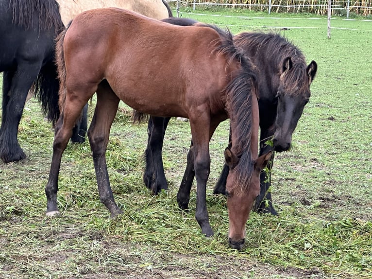 Arabian Berber Mare 1 year 15,2 hh Bay in EngelsbergEngelsberg