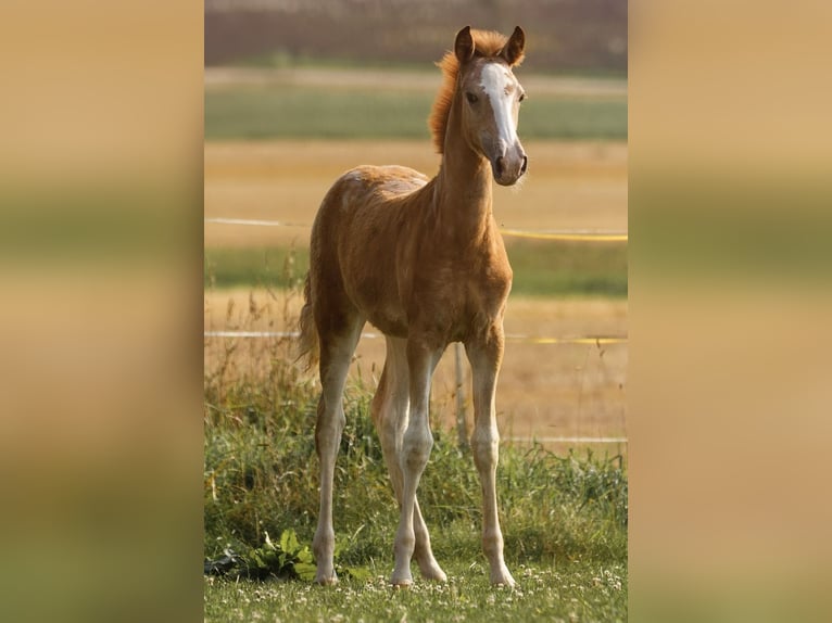 Arabian Berber Mare 1 year 15 hh Grey-Red-Tan in Hohenstein Bernloch