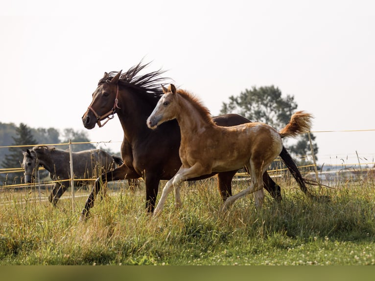 Arabian Berber Mare 1 year 15 hh Grey-Red-Tan in Hohenstein Bernloch