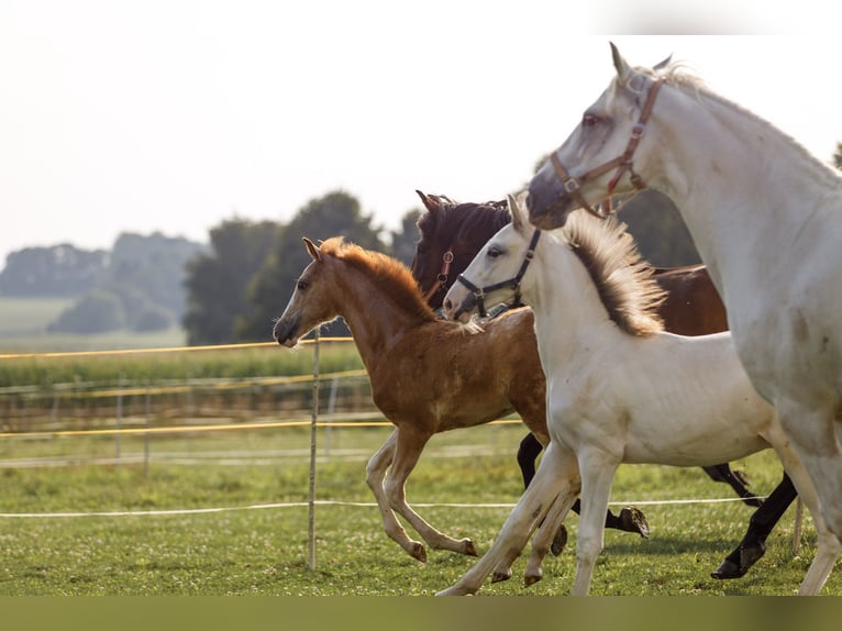 Arabian Berber Mare 1 year 15 hh Grey-Red-Tan in Hohenstein Bernloch