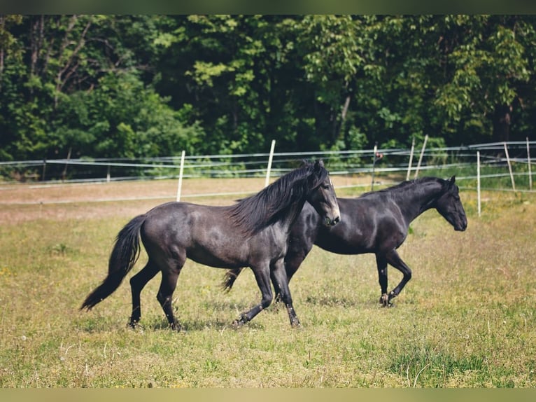 Arabian Berber Mare 3 years 14,2 hh Brown Falb mold in Schmalenberg