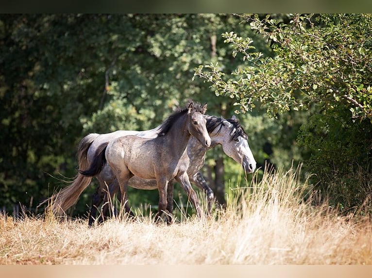 Arabian Berber Mare 3 years 14,2 hh Brown Falb mold in Schmalenberg