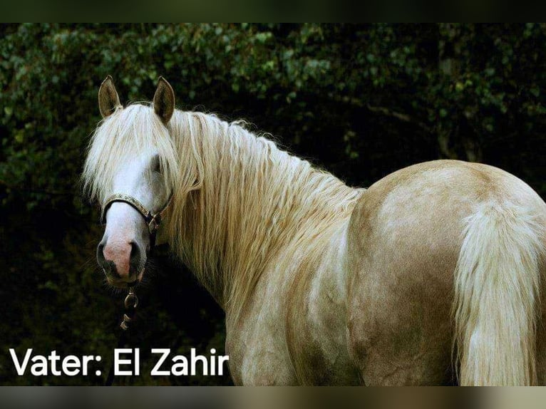 Arabian Berber Mare 3 years in Stelzenberg