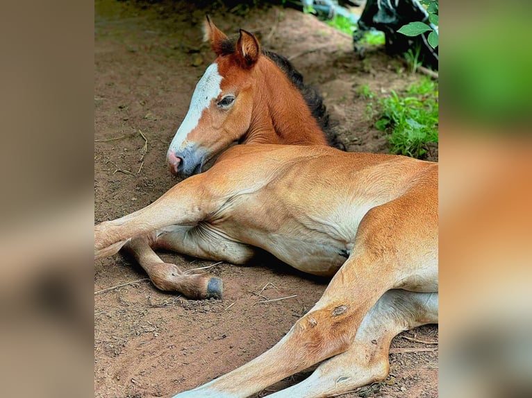 Arabian Berber Mare 3 years in Stelzenberg