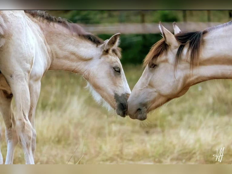 Arabian Berber Mare 3 years in Stelzenberg