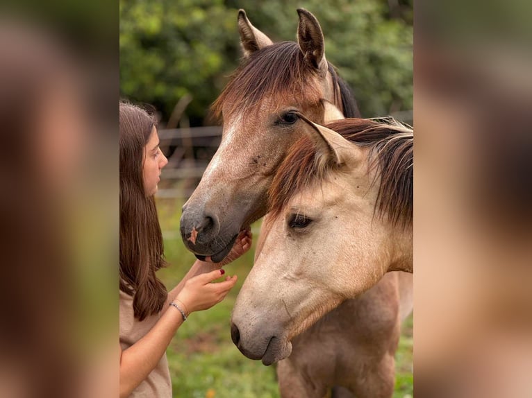 Arabian Berber Mare 3 years in Stelzenberg