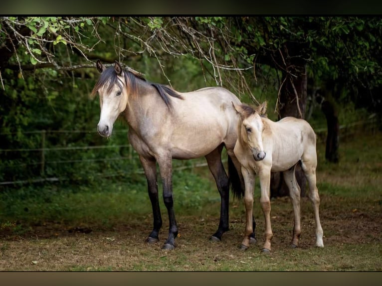 Arabian Berber Mare 3 years in Stelzenberg