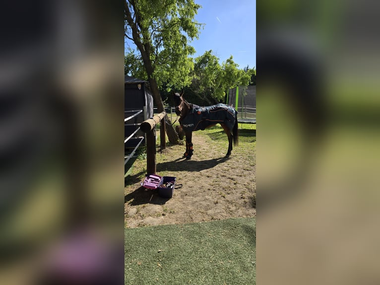 Arabian Berber Mix Mare 4 years 15,1 hh Brown in K&#xF6;ln