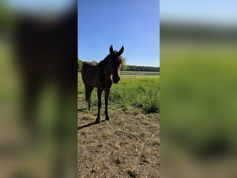 Arabian Berber Mix Mare 4 years 15,1 hh Brown in K&#xF6;ln