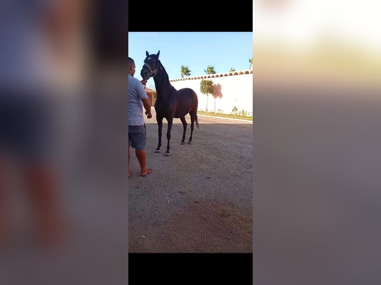 Arabian Berber Mare 4 years 16,1 hh Black in fkih ben salah