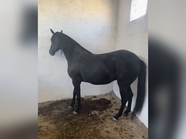 Arabian Berber Mare 4 years 16,1 hh Black in fkih ben salah