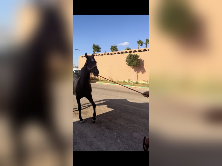 Arabian Berber Mare 4 years 16,1 hh Black in fkih ben salah