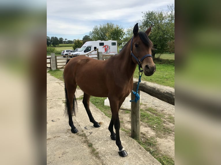 Arabian Berber Mare 6 years 14,2 hh Brown in Cintr&#xE9;