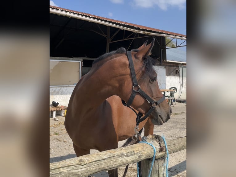 Arabian Berber Mare 6 years 14,2 hh Brown in Cintr&#xE9;