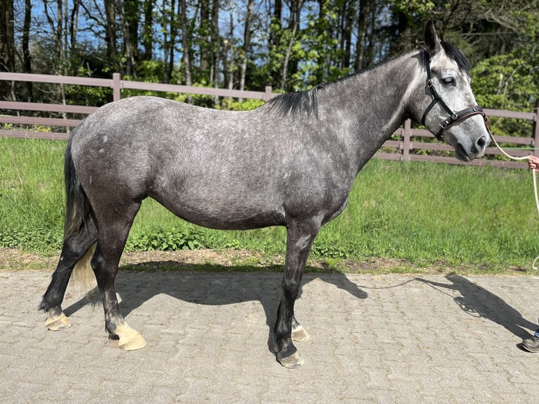 Arabian Berber Mare 6 years 15,1 hh in Schwall/Emmelshausen