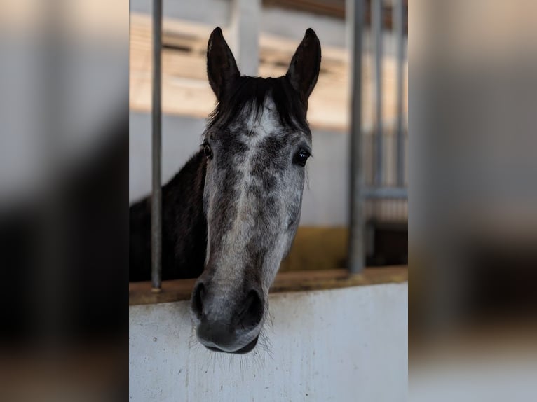Arabian Berber Mare 6 years 15,1 hh in Schwall/Emmelshausen