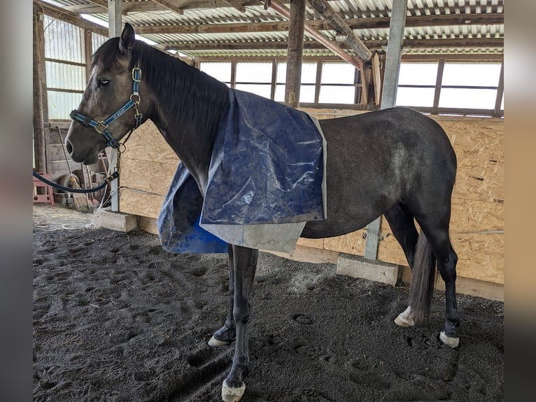 Arabian Berber Mare 6 years 15,1 hh in Schwall/Emmelshausen