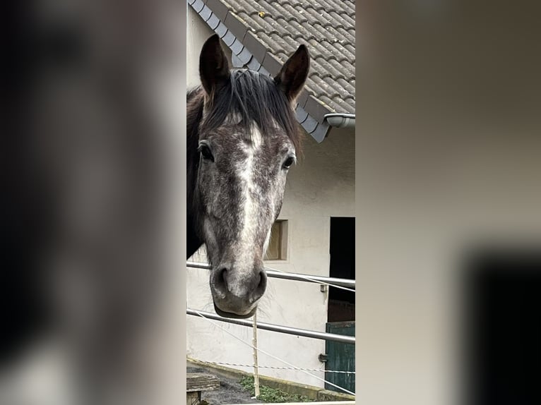 Arabian Berber Mare 6 years 15,1 hh in Schwall/Emmelshausen