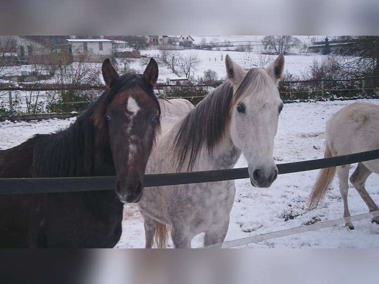 Arabian Berber Mare 6 years 15,1 hh in Schwall/Emmelshausen