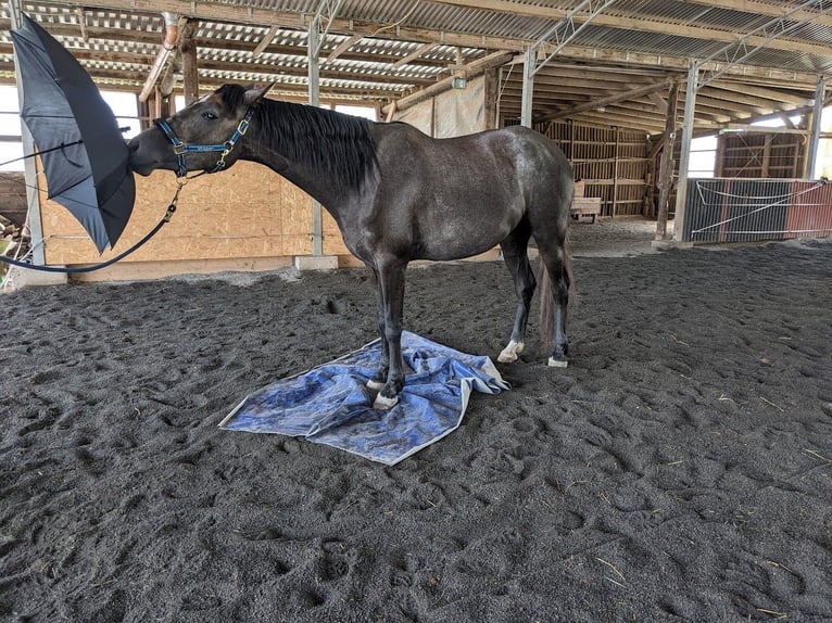 Arabian Berber Mare 6 years 15,1 hh in Schwall/Emmelshausen