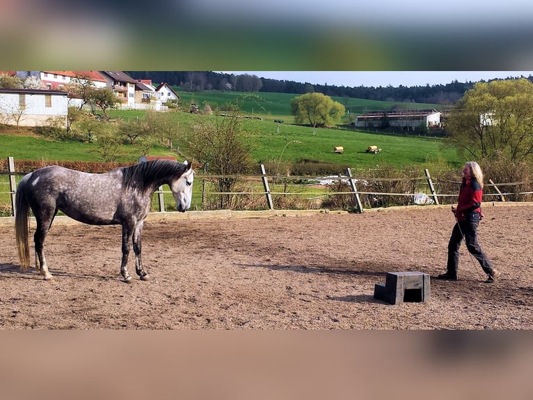 Arabian Berber Mare 6 years 15,1 hh in Schwall/Emmelshausen
